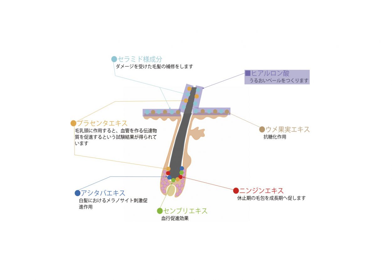 女性が薄毛で悩む原因は何 新習慣で薄毛対策 天使のおまもりスカルプ美容液 Genpress